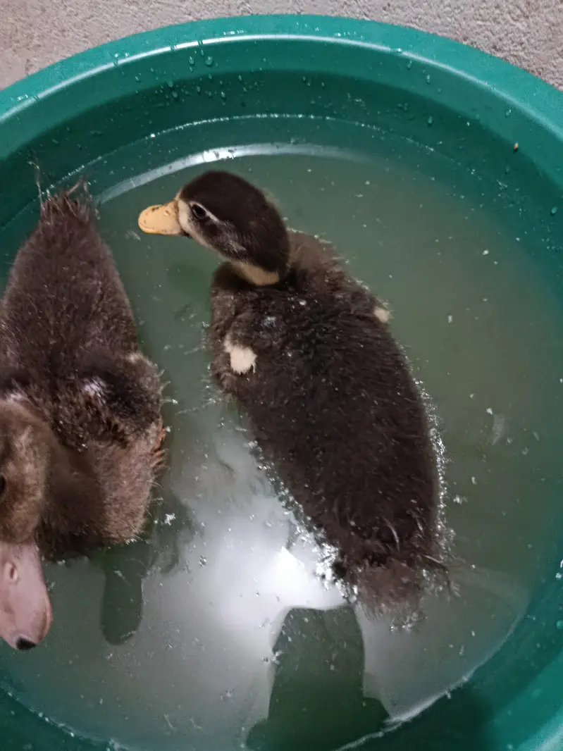 small ducks — photo 2