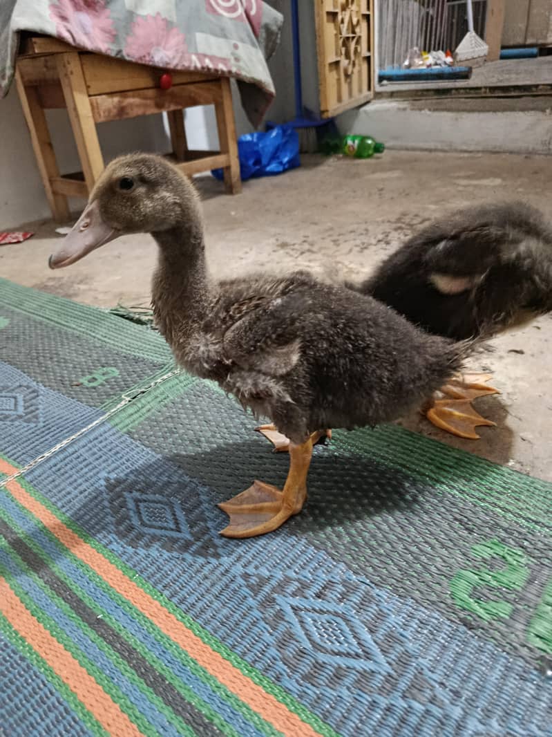 small ducks 2