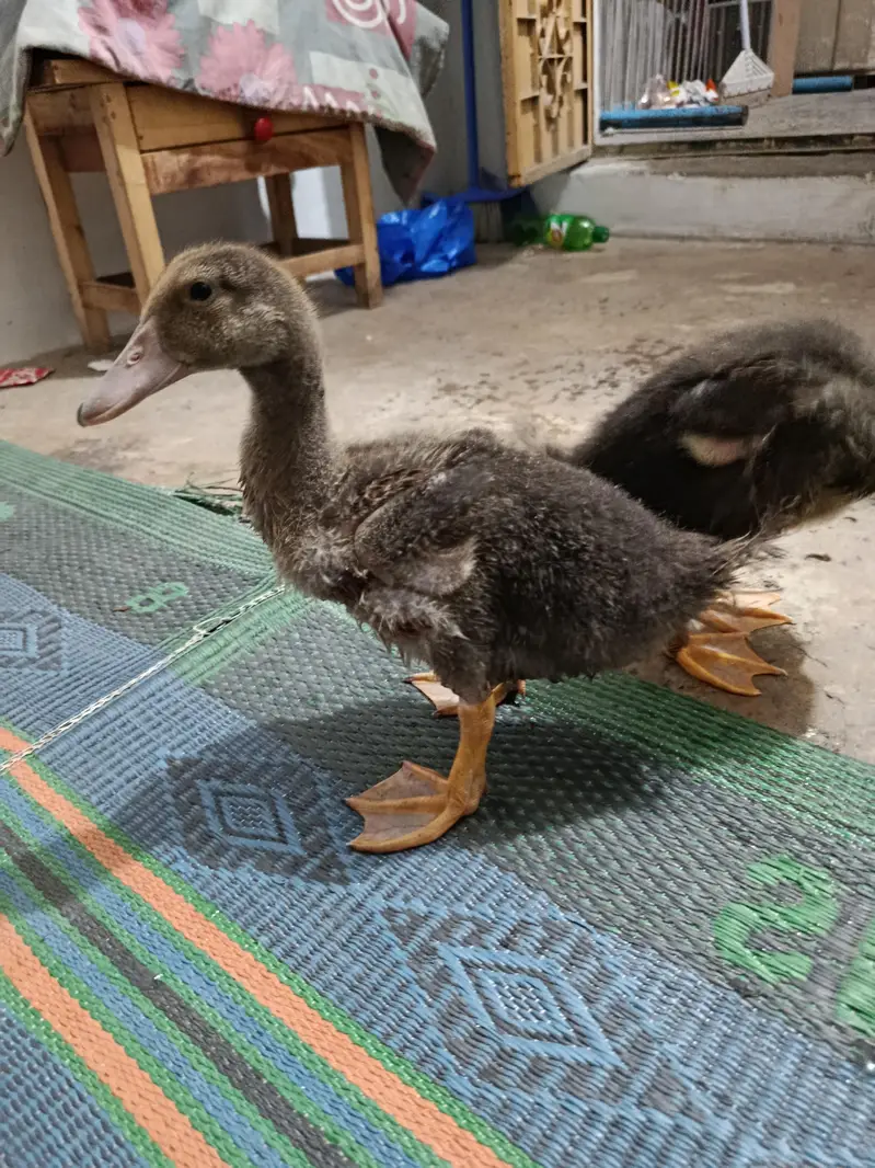 small ducks — photo 3