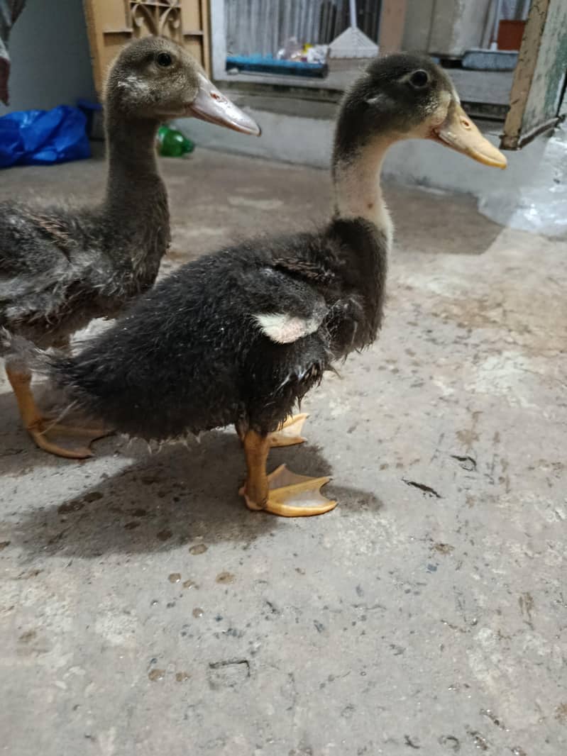 small ducks 3