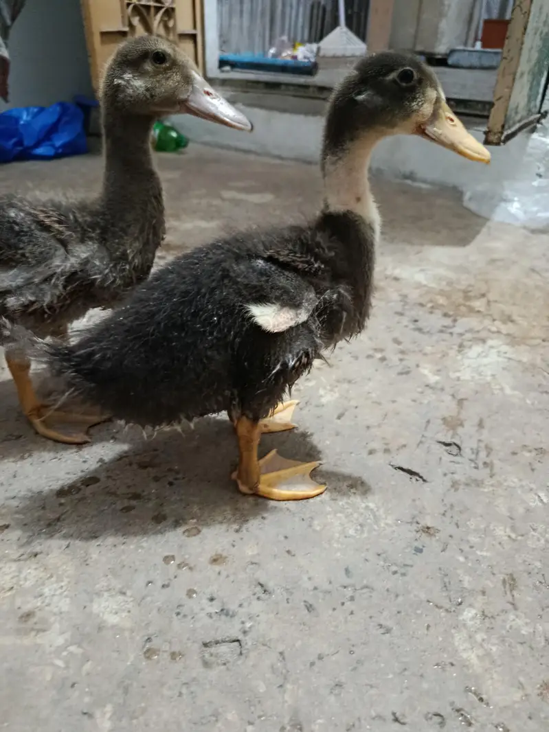 small ducks — photo 4