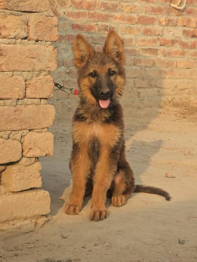German shepherd female puppy for sale