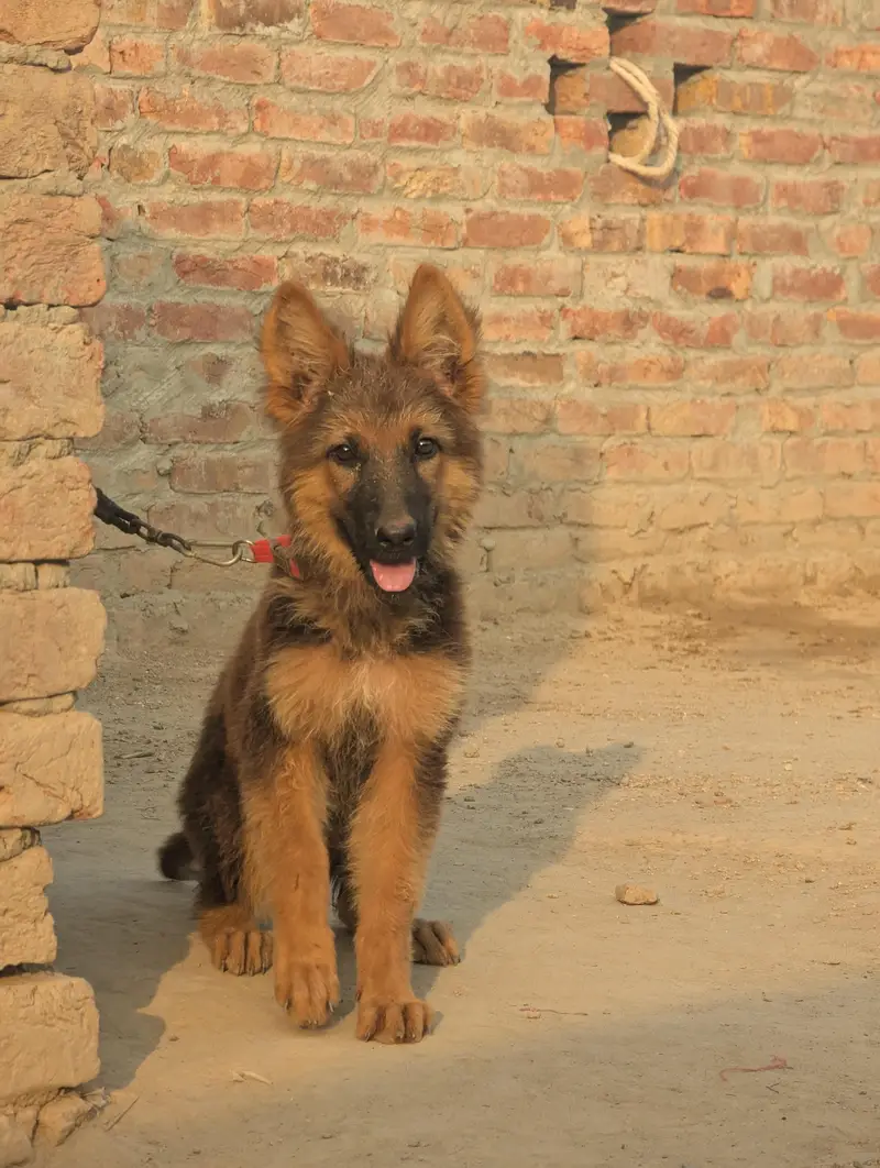 German shepherd female puppy for sale — photo 2