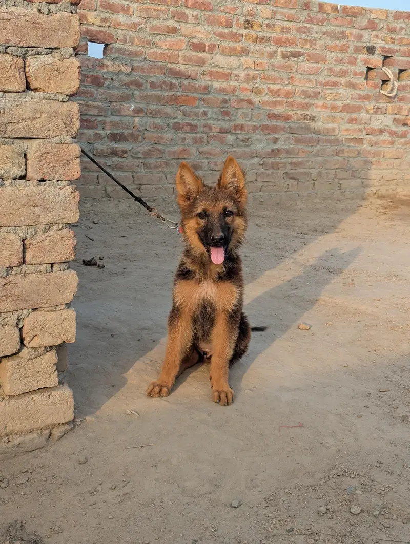 German shepherd female puppy for sale — photo 3