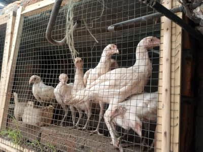 Aseel Heera Chicks For Sale 5 to 6 Months