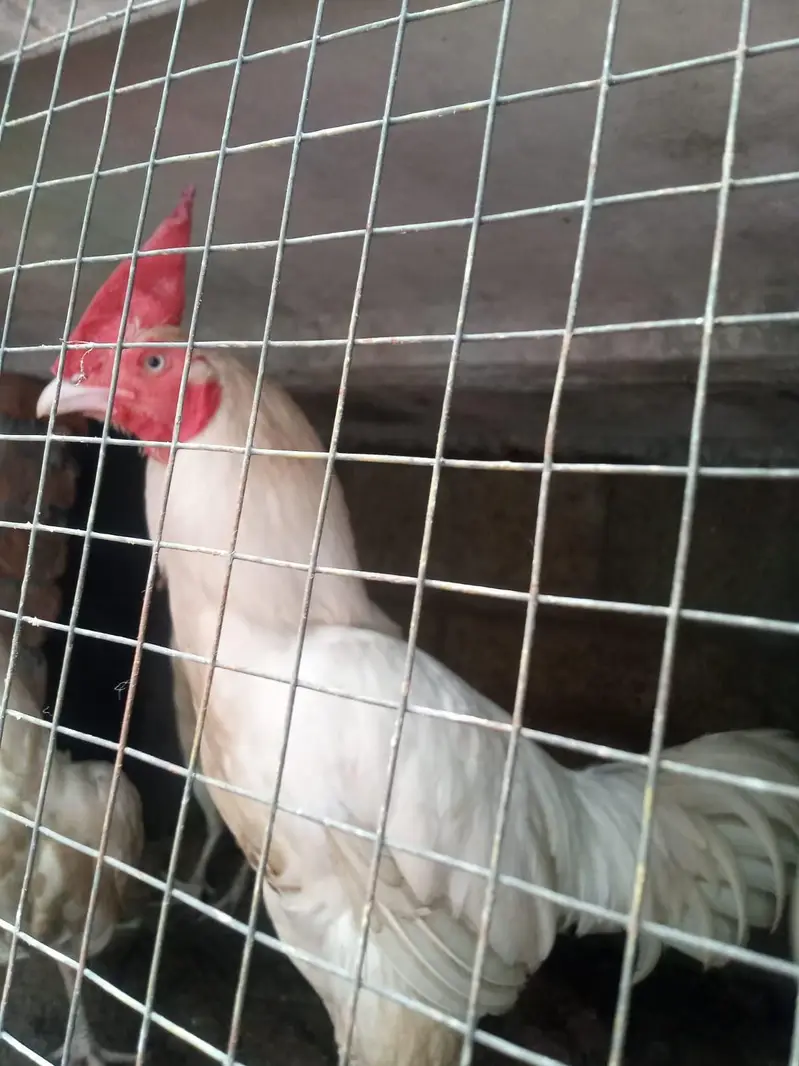 Aseel Heera Chicks For Sale 5 to 6 Months — photo 2