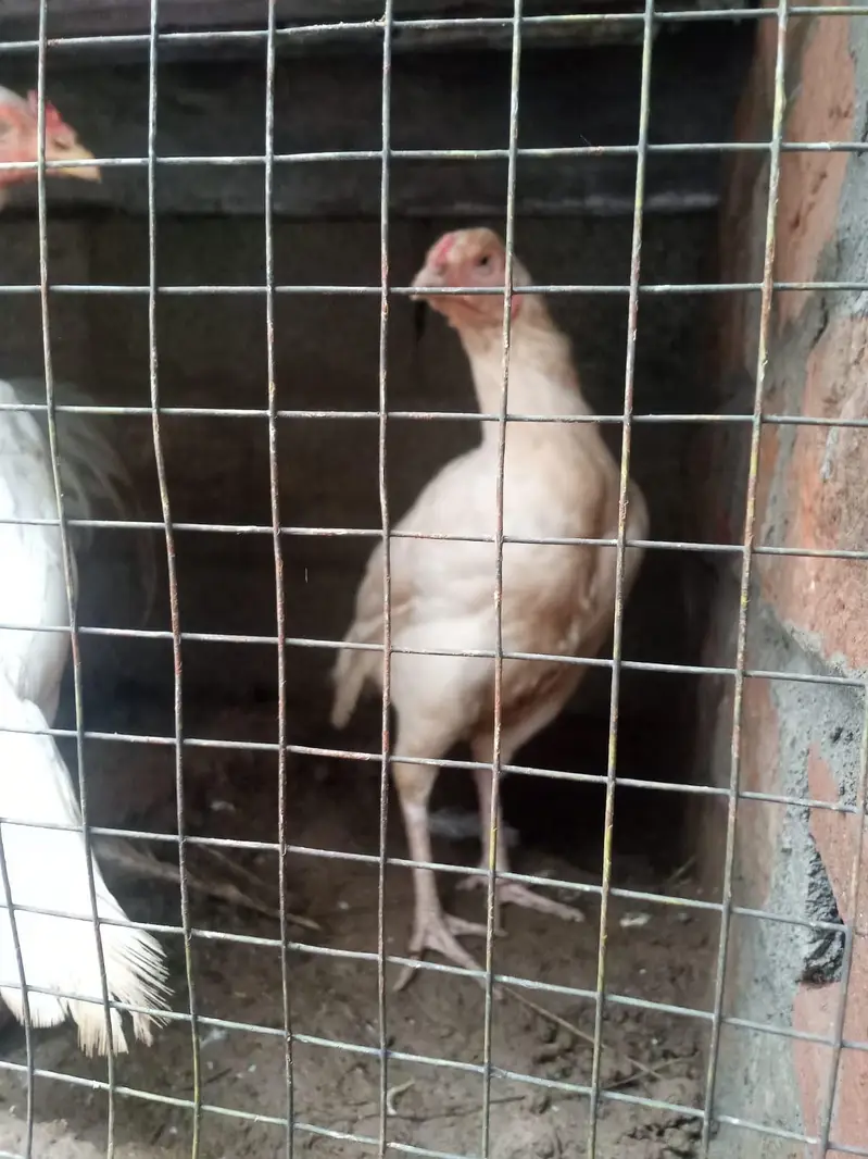 Aseel Heera Chicks For Sale 5 to 6 Months — photo 3