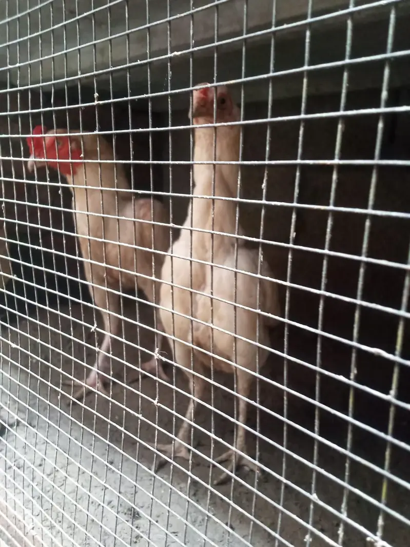 Aseel Heera Chicks For Sale 5 to 6 Months — photo 4