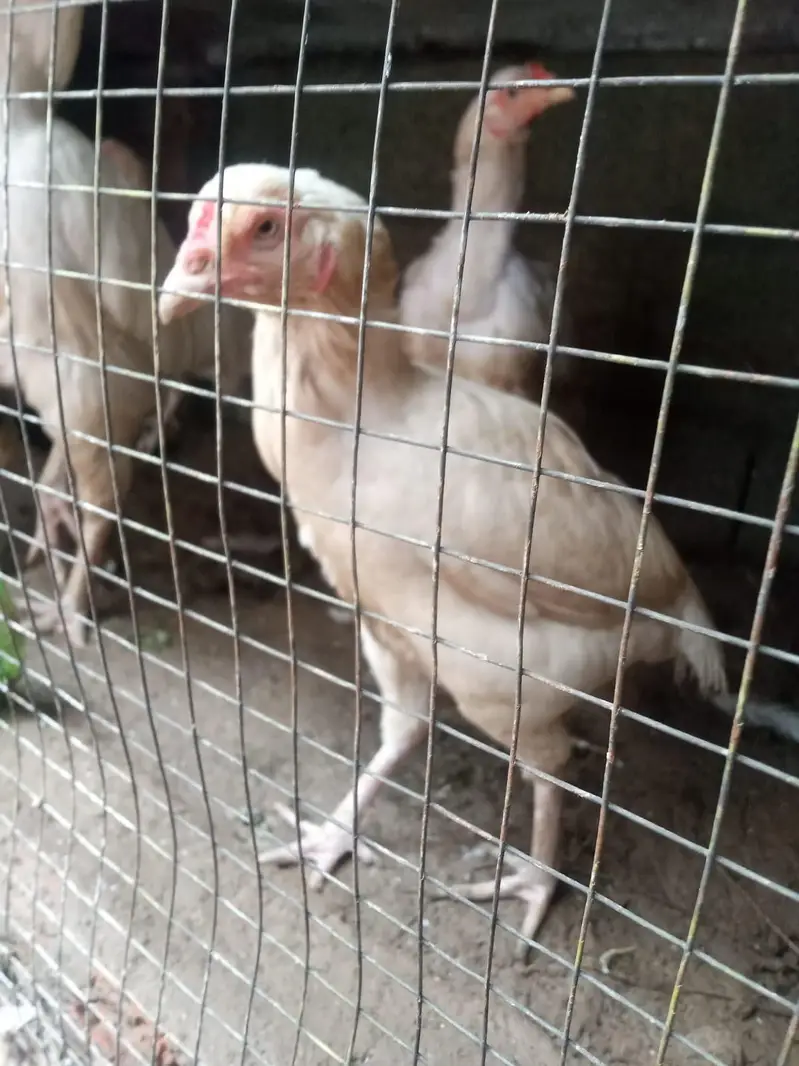Aseel Heera Chicks For Sale 5 to 6 Months — photo 5