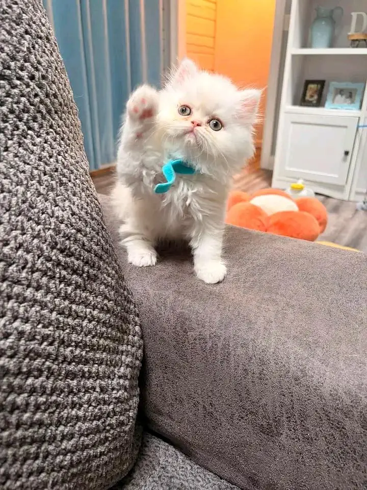 Cats | Persian | kittens |  Blue Eyes | O348O163O63 щatsap^⁠_⁠^ — photo 3