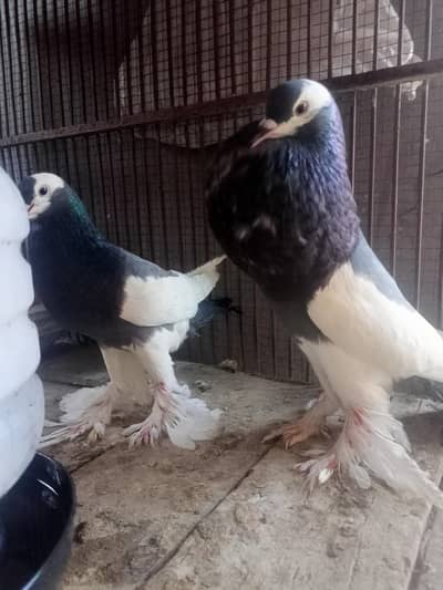 Black Magpai Reverse breeder chicks for Sale