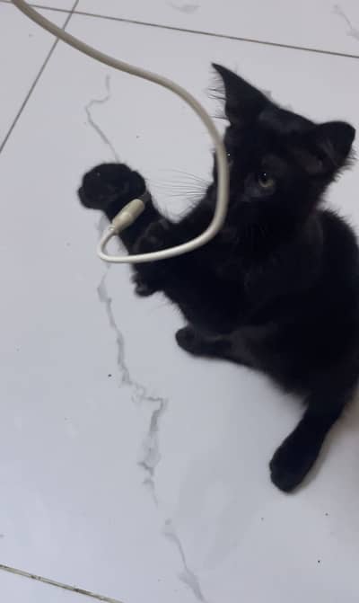 Black Kitten