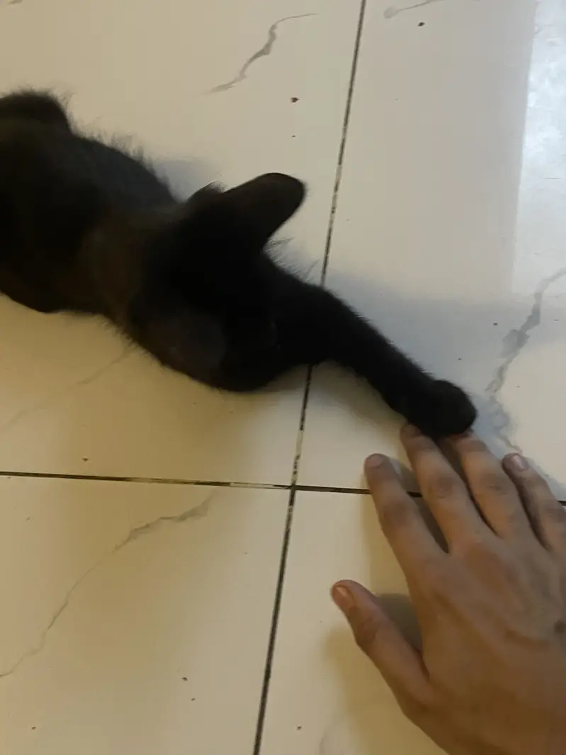 Black Kitten — photo 2