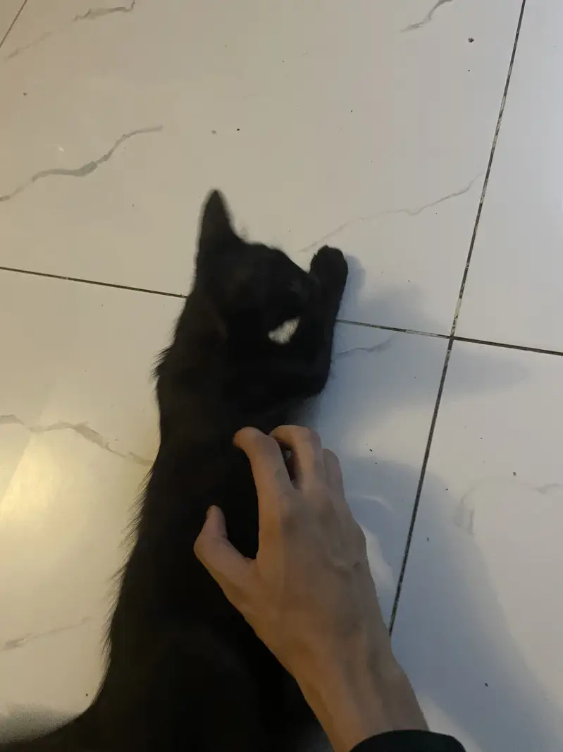 Black Kitten — photo 3