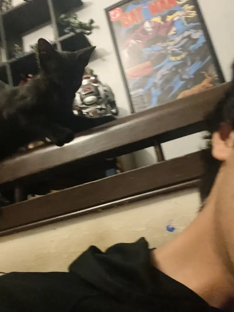 Black Kitten — photo 4