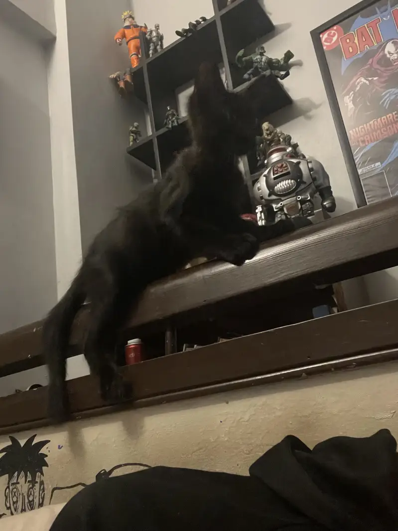 Black Kitten — photo 5