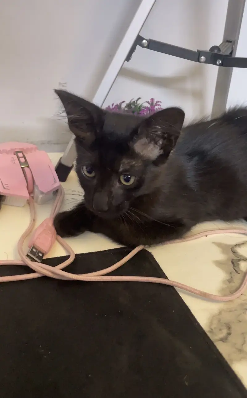 Black Kitten — photo 6