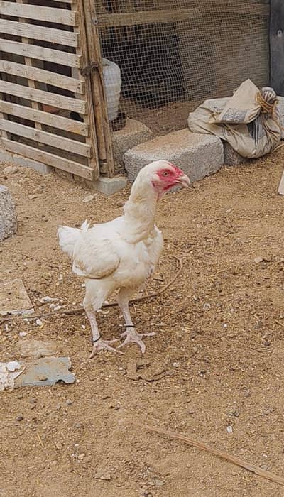 ASEEL PAIR FIR SALE