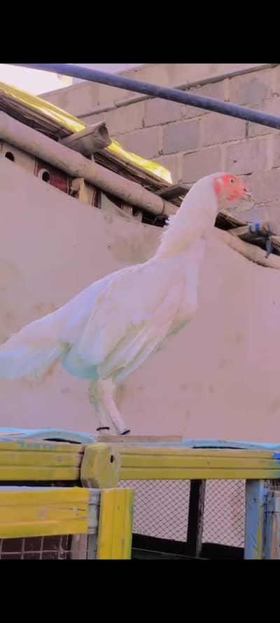 aseel murgi for sale