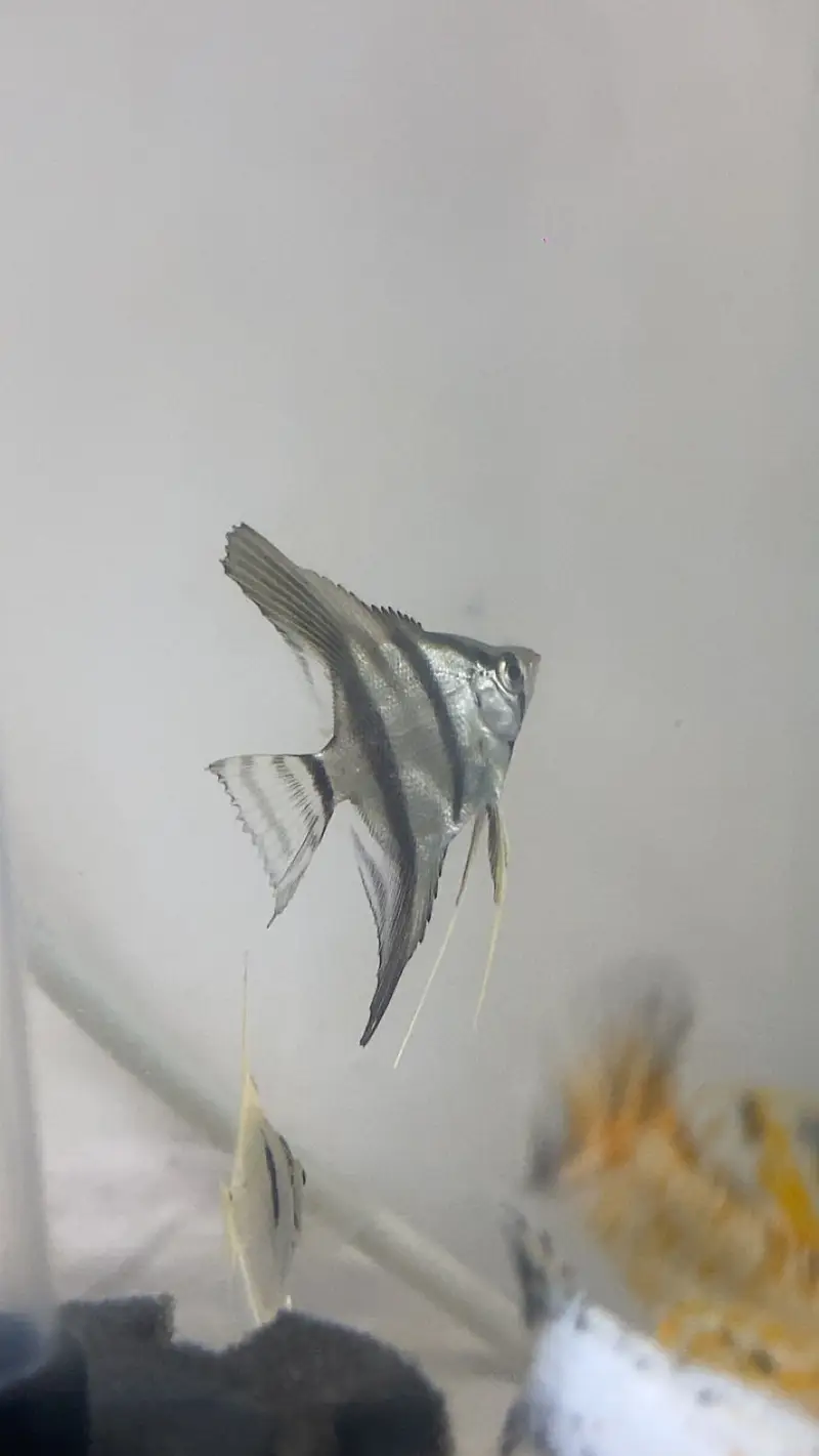 angel fish and other fishes
