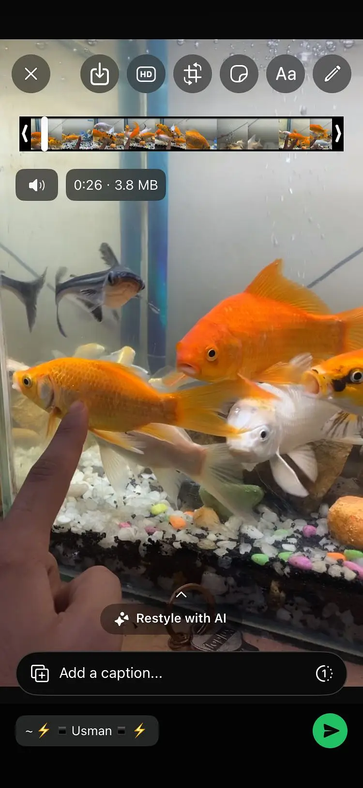 angel fish and other fishes — photo 2
