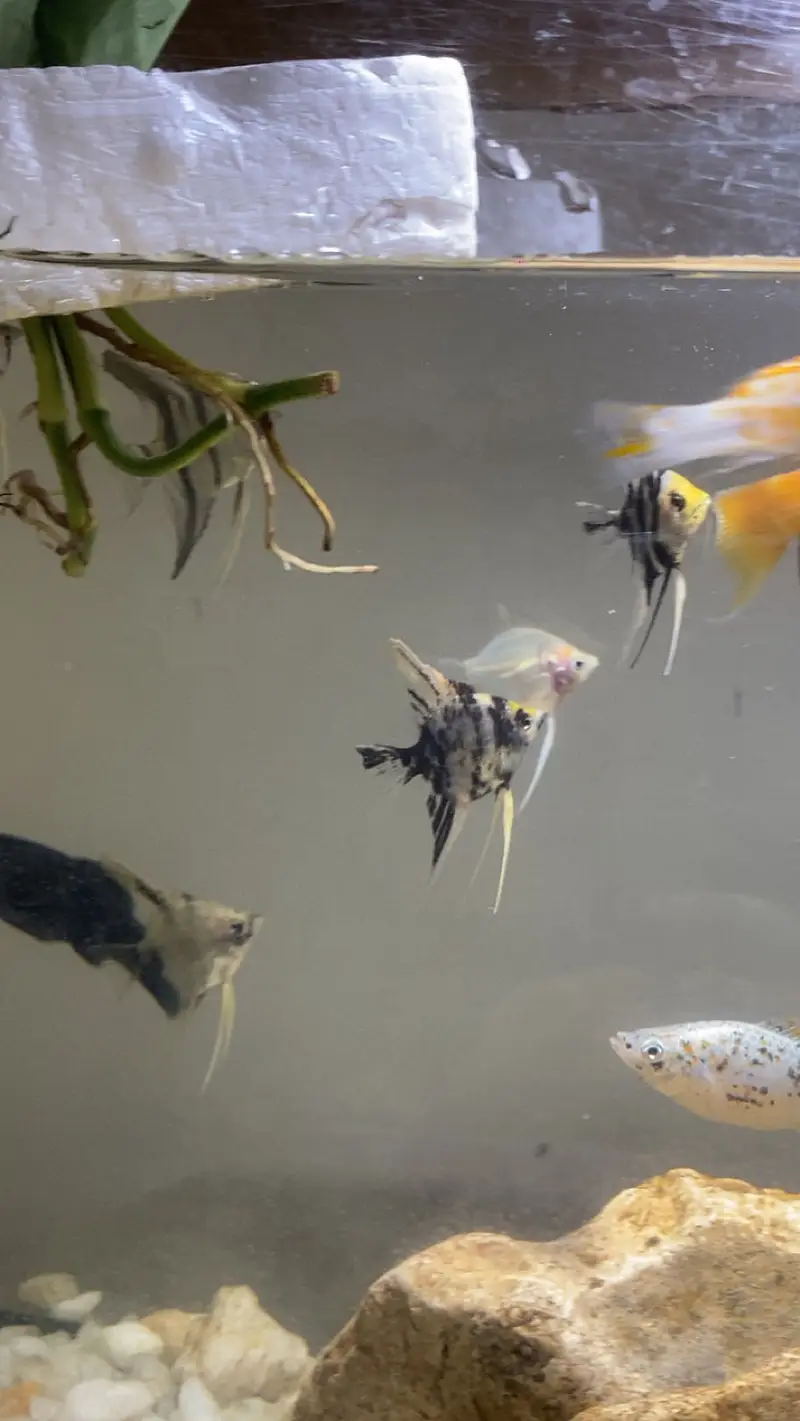 angel fish and other fishes — photo 3