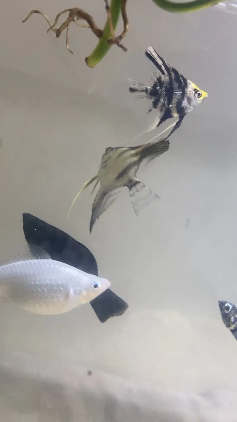 angel fish and other fishes — photo 4