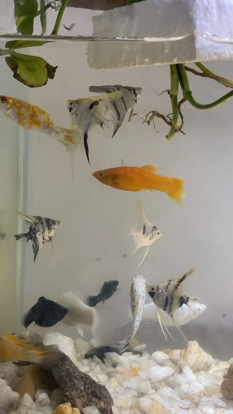 angel fish and other fishes — photo 5