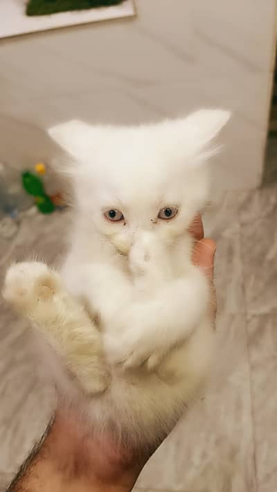 Kittens for sale
