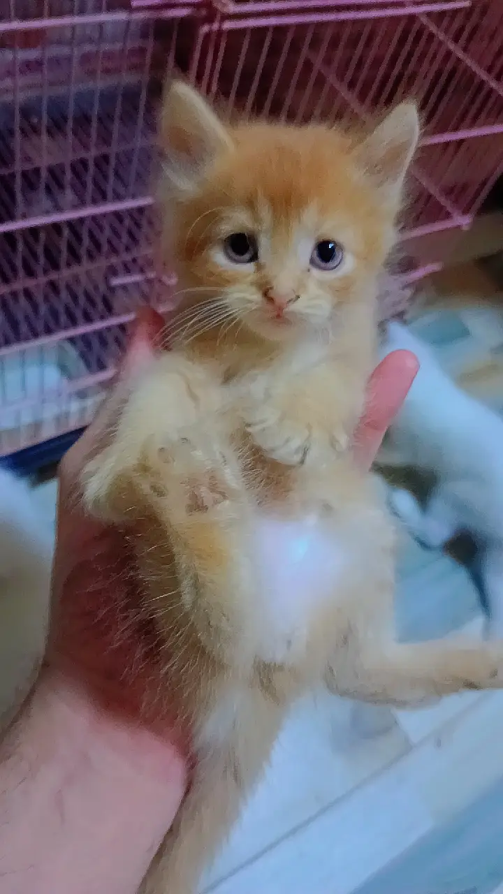 Kittens for sale — photo 2