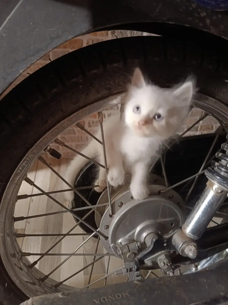 Kittens for sale — photo 3