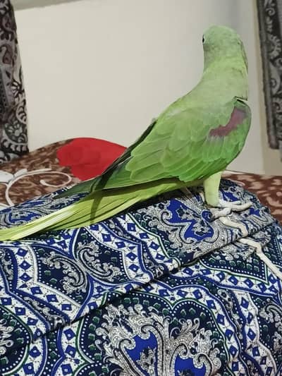 Parrot