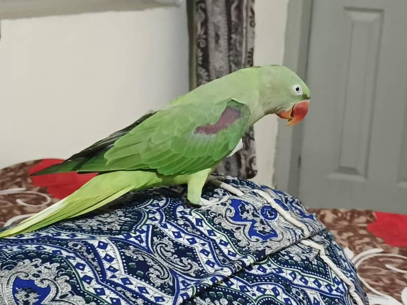 Parrot 1