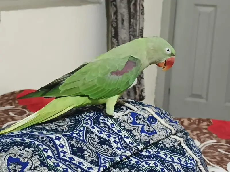 Parrot — photo 2