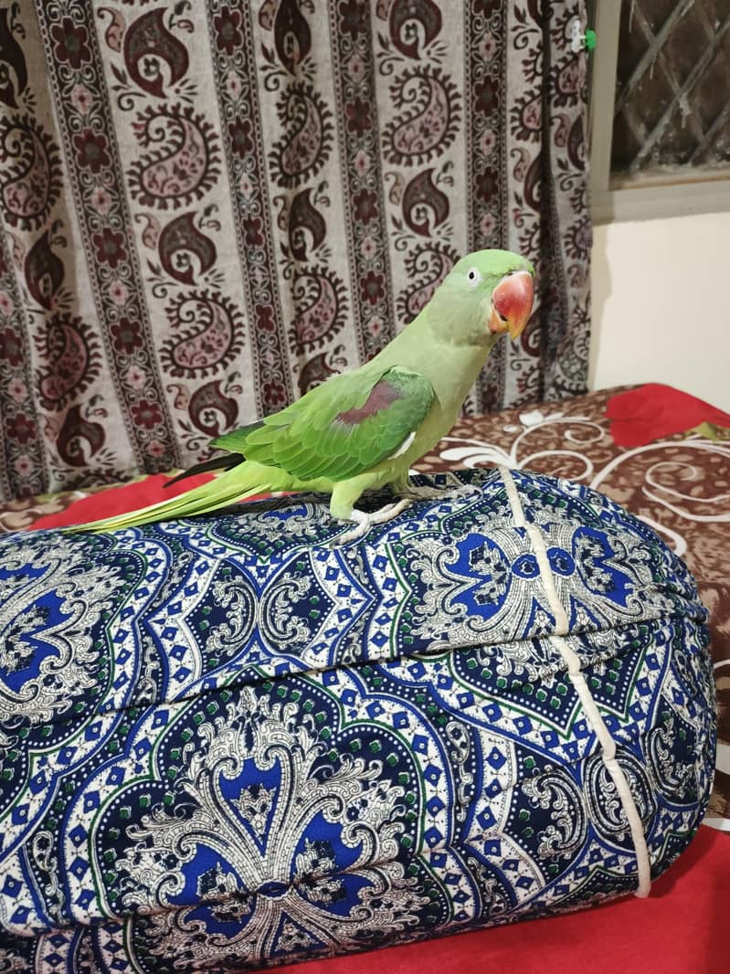 Parrot 2
