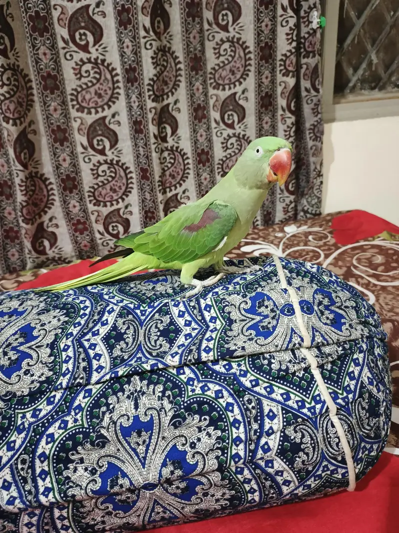 Parrot — photo 3