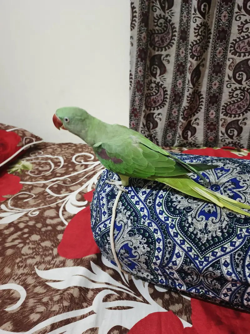 Parrot — photo 4