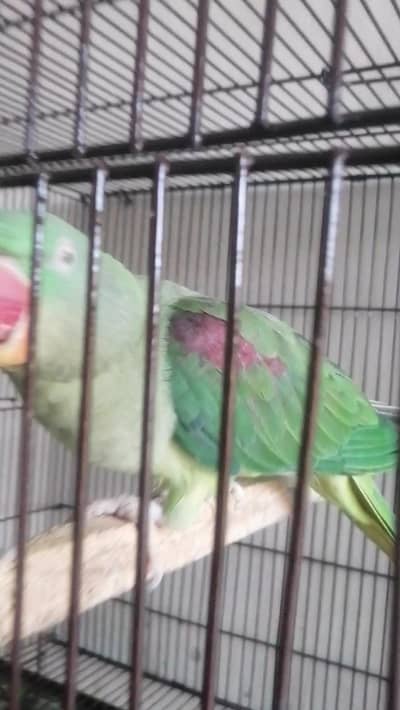 indian breeder female