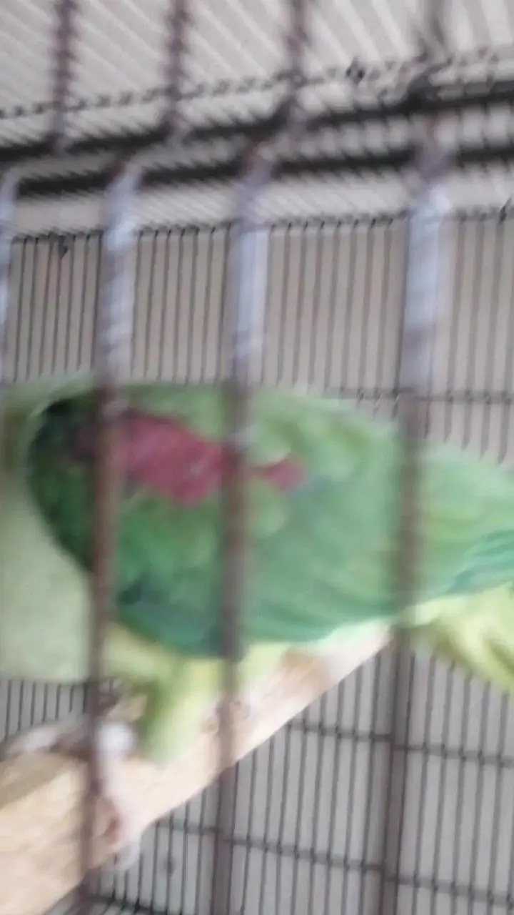 indian breeder female — photo 2