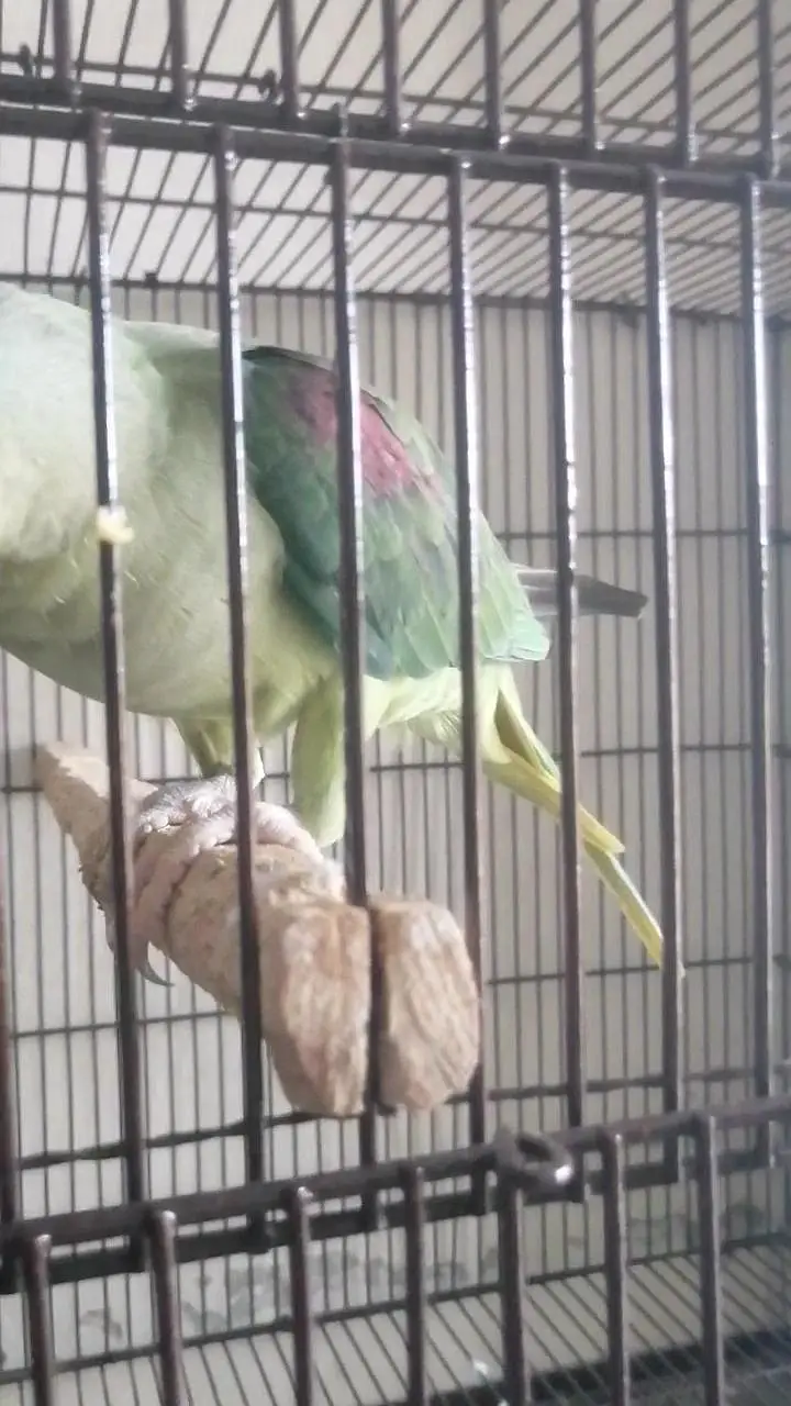 indian breeder female — photo 3