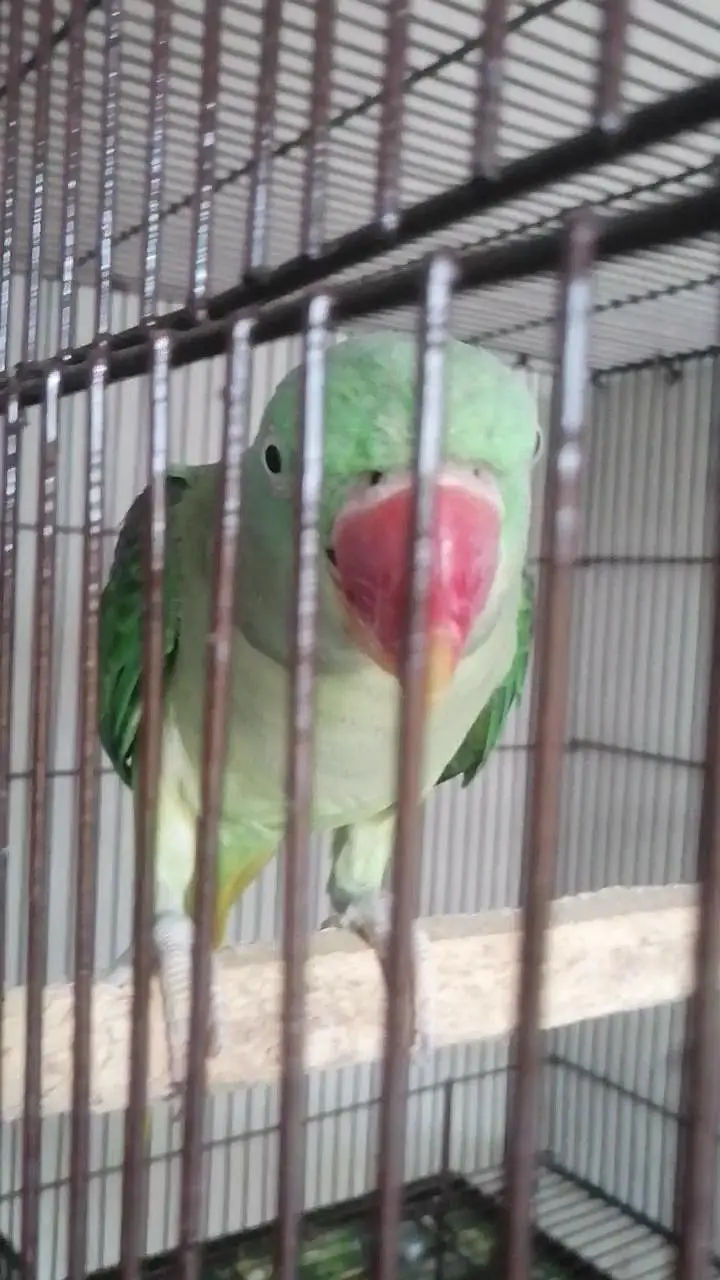indian breeder female — photo 4
