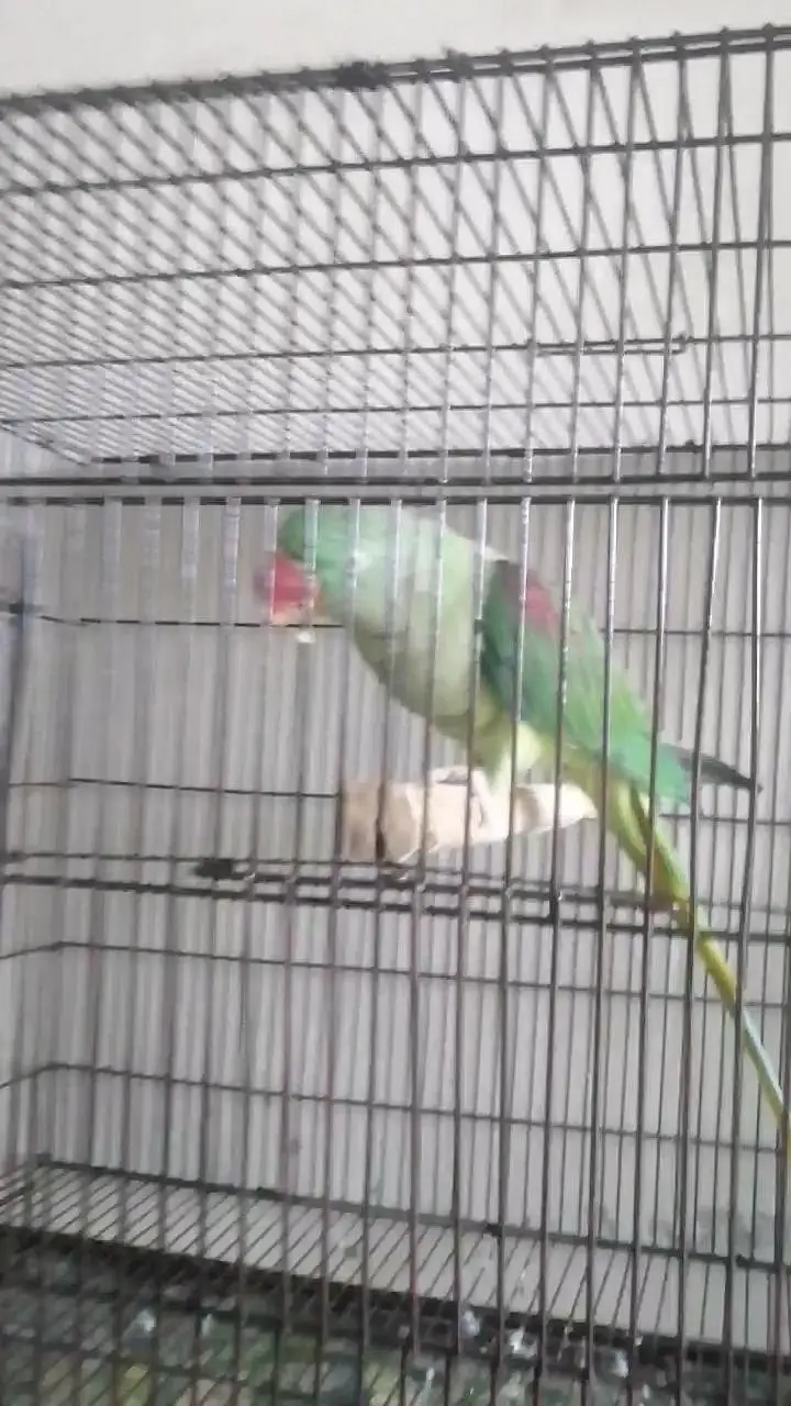 indian breeder female — photo 5
