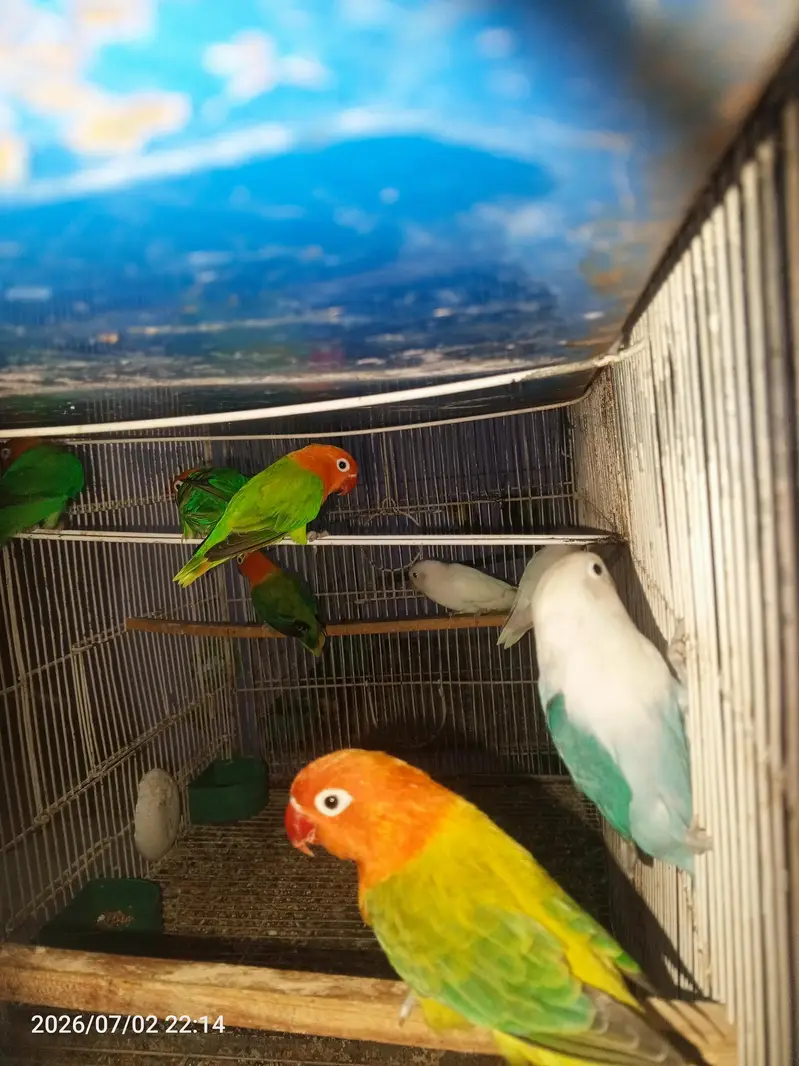 love birds opline java cocktail setup sale — photo 6