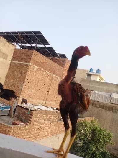 Aseel shamo pair for sale