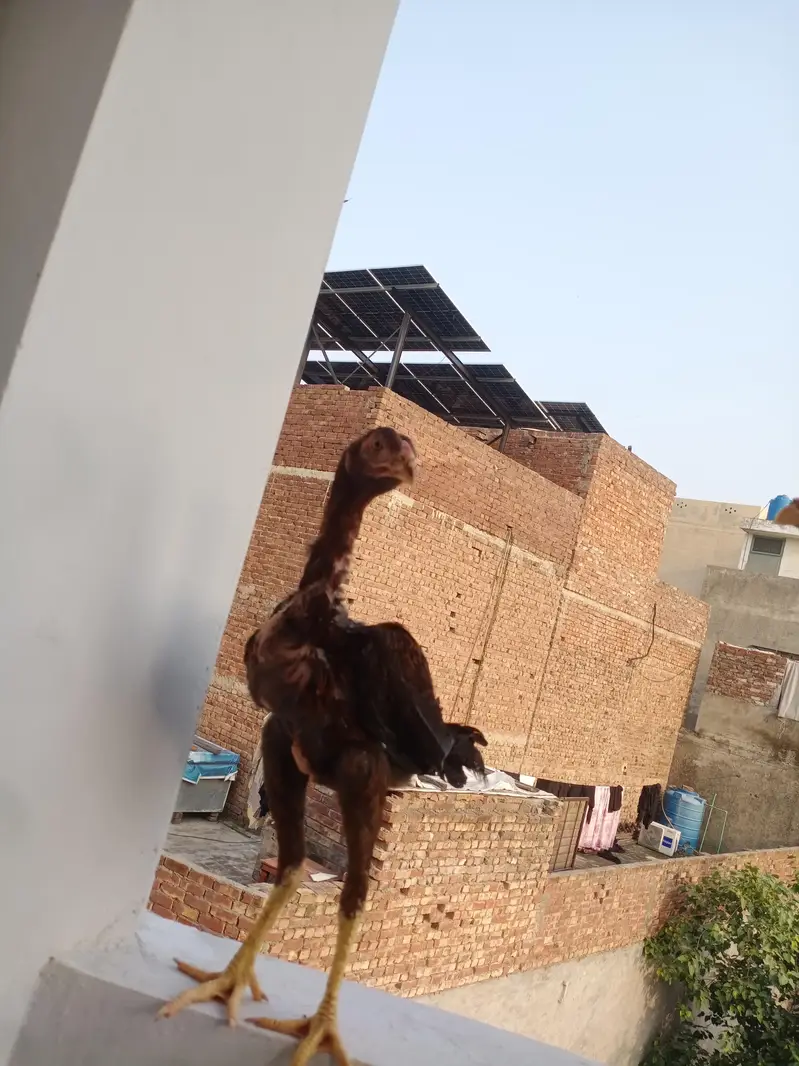 Aseel shamo pair for sale — photo 2