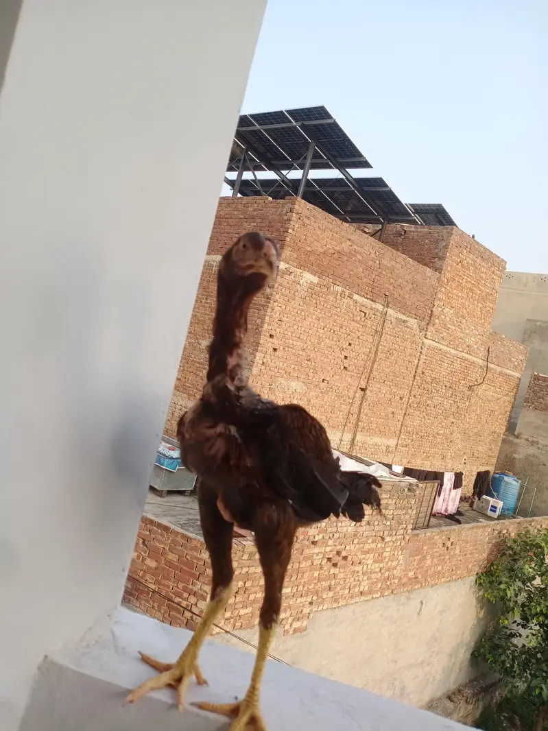 Aseel shamo pair for sale — photo 4