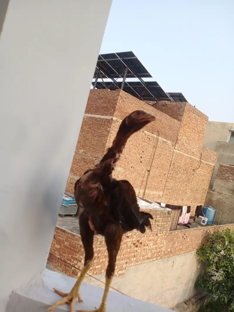 Aseel shamo pair for sale — photo 5