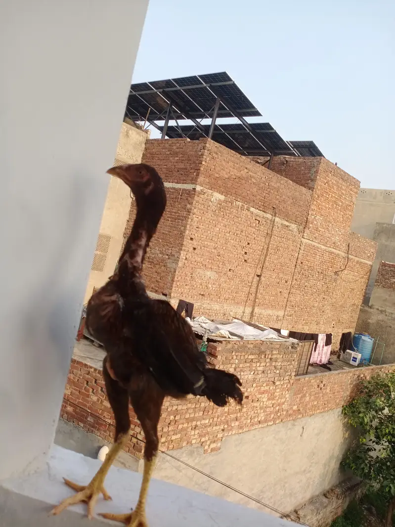 Aseel shamo pair for sale — photo 6