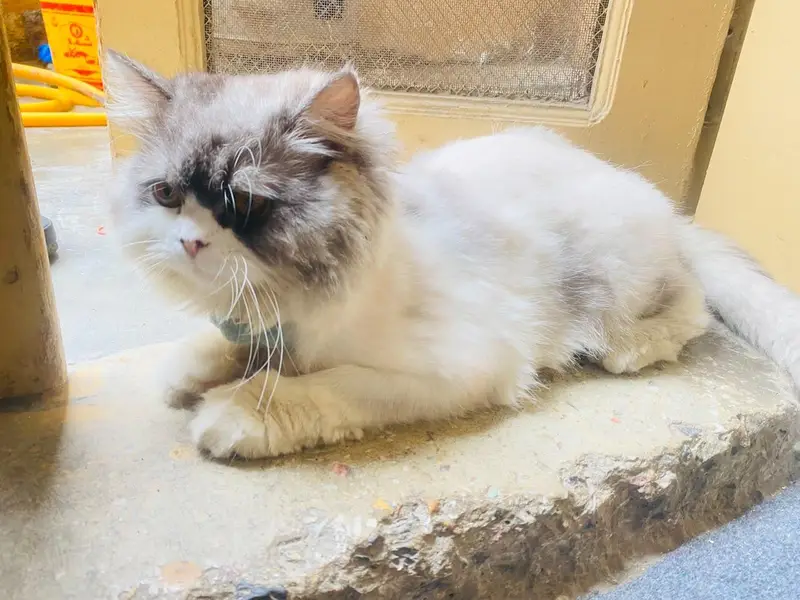 Urgent Sale — photo 2