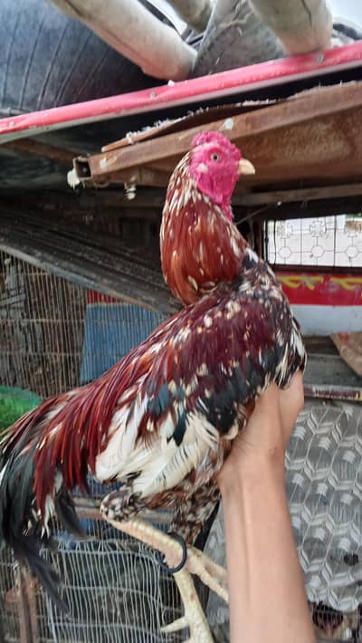 breader quality pure mianwali zero size